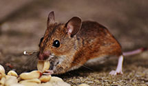 hospital-and-healthcare-facility-pest-management Experts in Penns Park
